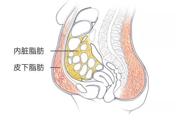 內(nèi)臟脂肪和皮下脂肪對比.jpg