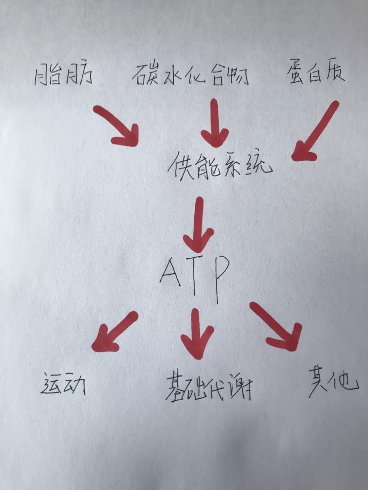運(yùn)動(dòng)30分鐘后才開始消耗脂肪……是真是假？